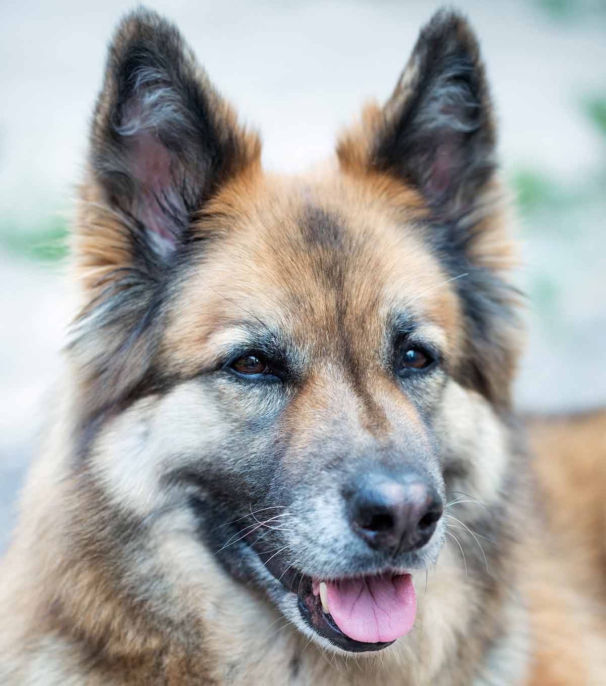 german shepherd x husky