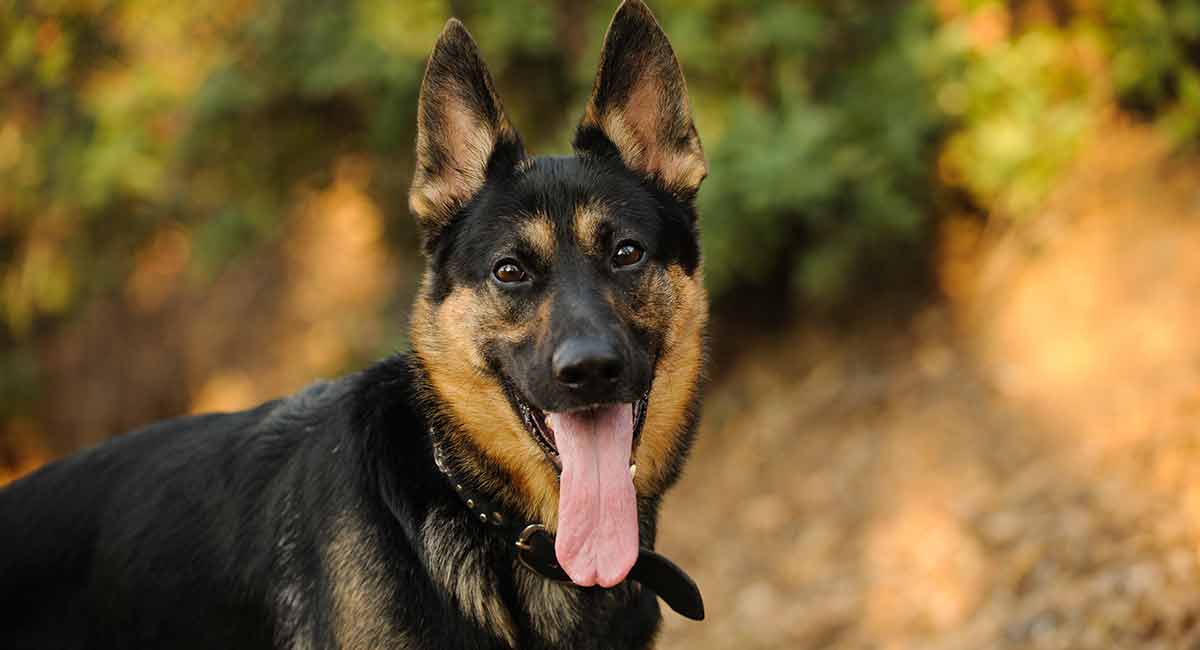 are bi colored german shepherds rare