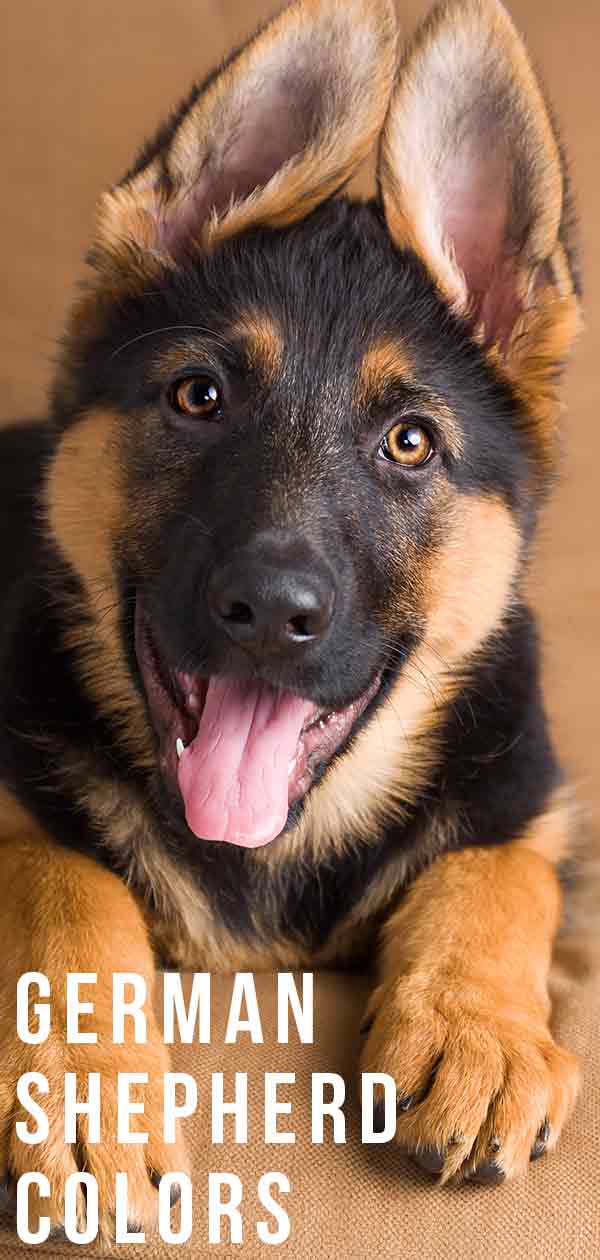 German Shepherd Colors What Do Different Colors Mean For Your Dog