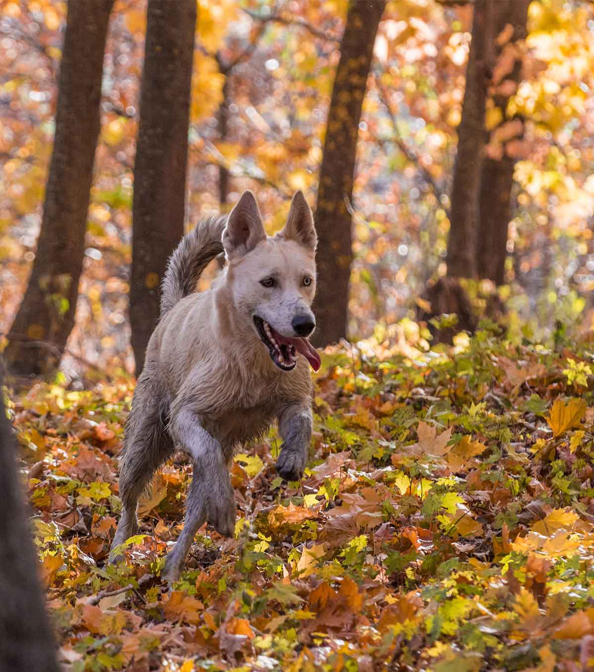 are siberian husky german shepard mix hypoallergenic