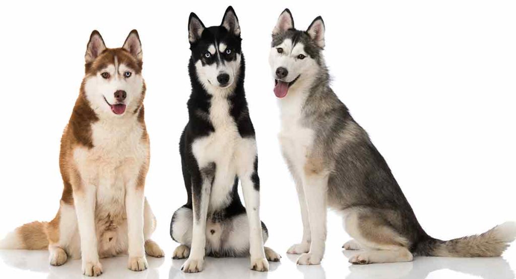 Husky Colors Patterns And The Meanings Behind The Coats