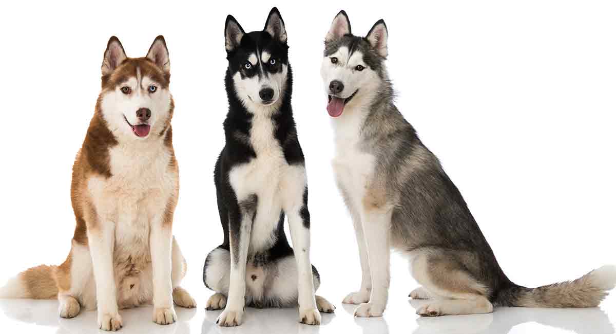 Husky Colors Patterns And The Meanings Behind The Coats