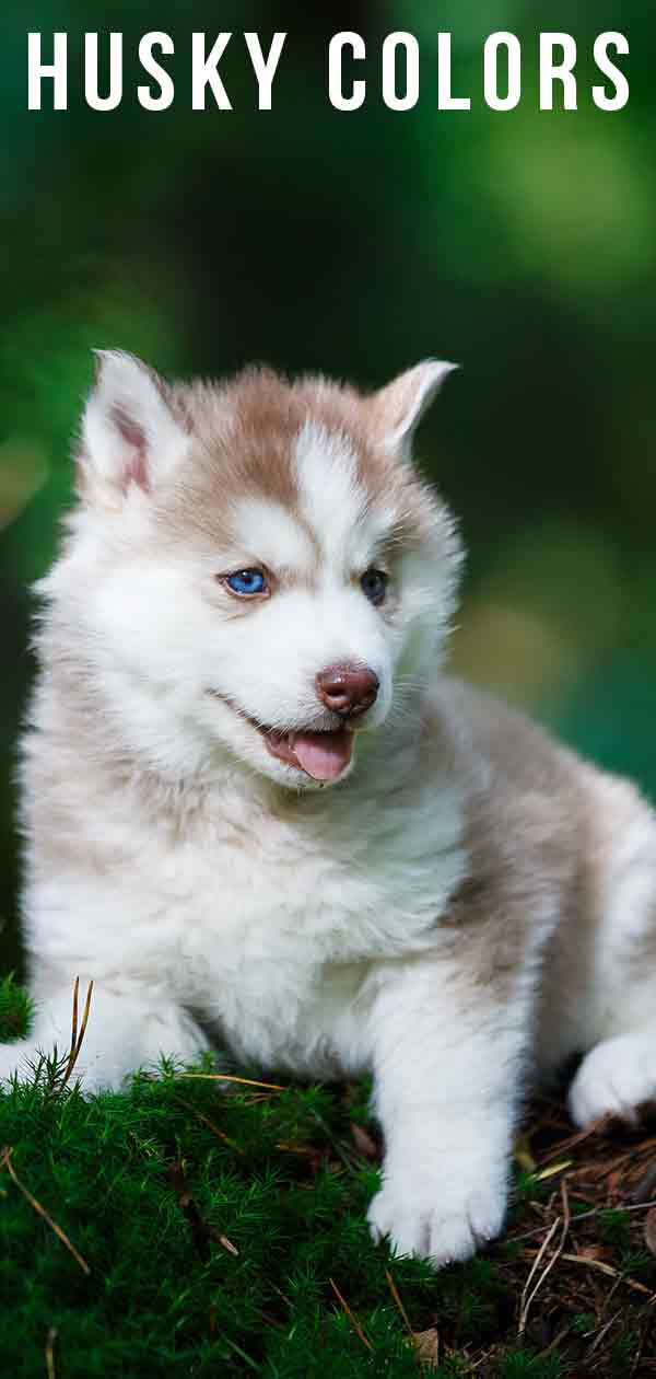 husky types of fur