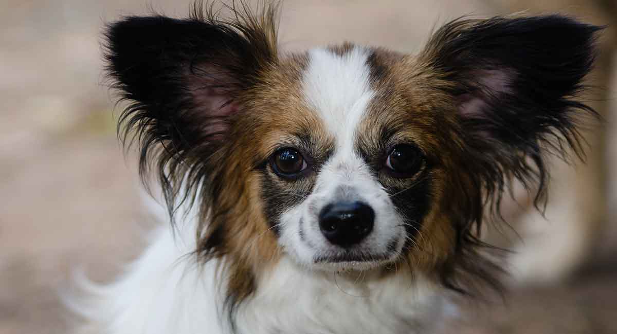 cavalier king charles spaniel papillon mix