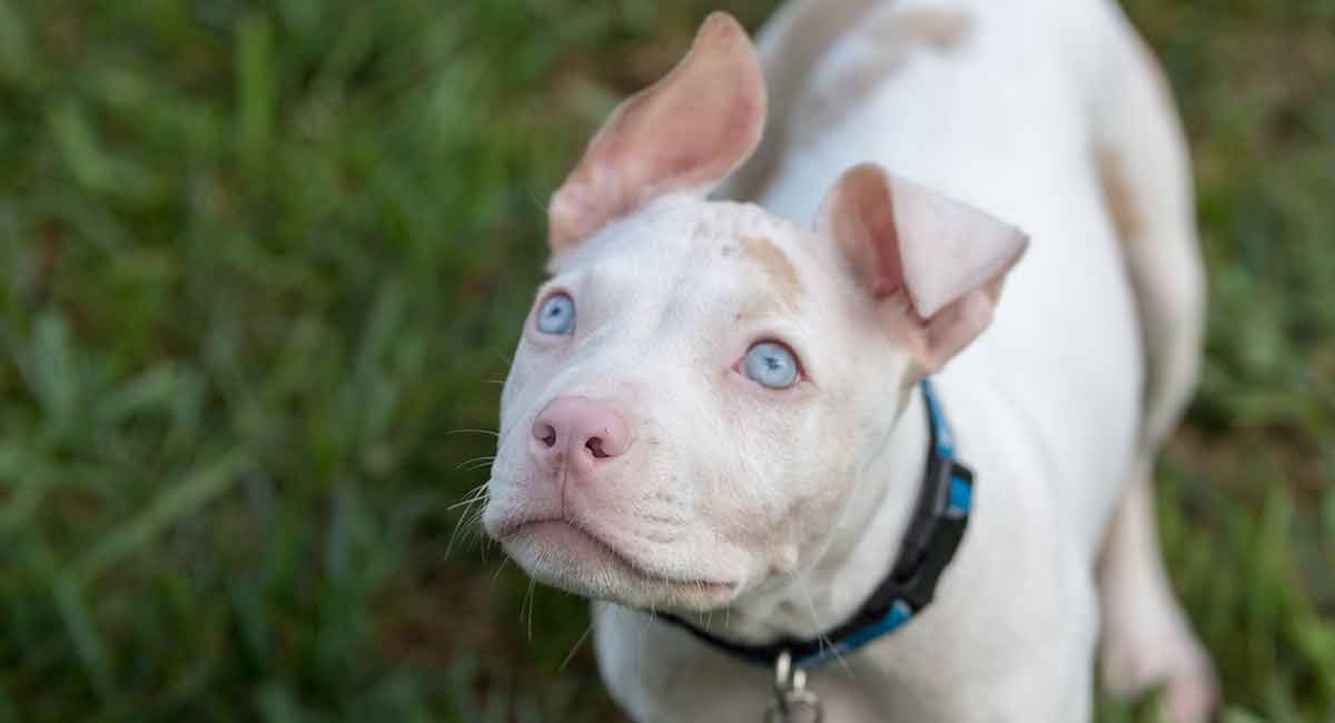 Cropped Ears: Full Pitbull Ear Cropping: Should You Crop Ear Cropping in Pi...