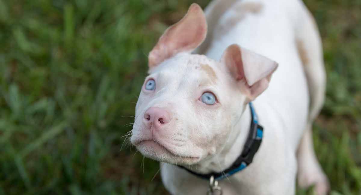 do pitbull puppies ears change?