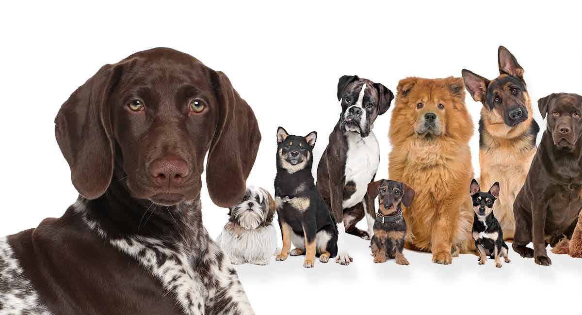 small pointer breeds