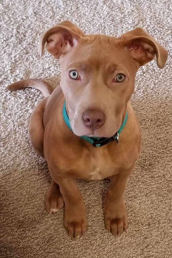 red nose pitbull puppy