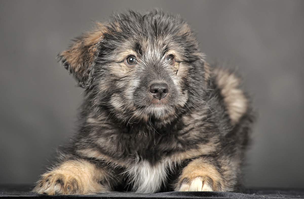 bear looking puppy