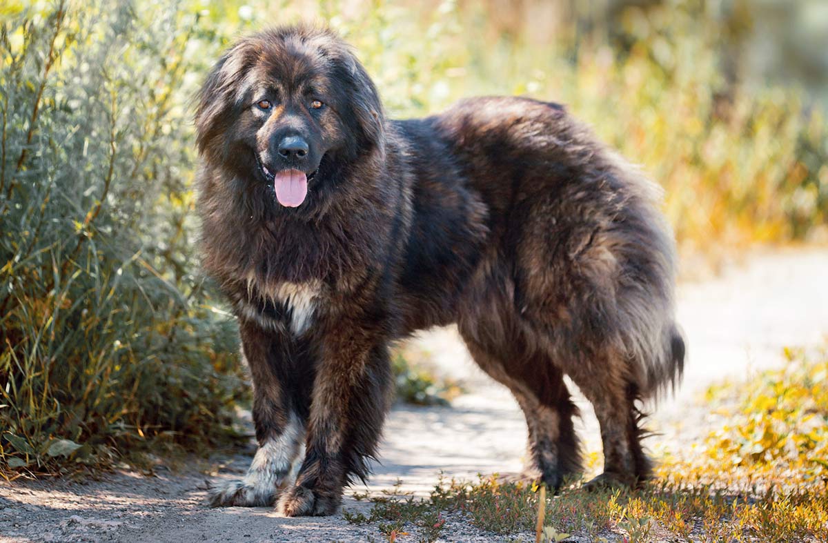 Russian Bear Dog - A Complete Guide To The Caucasian Shepherd