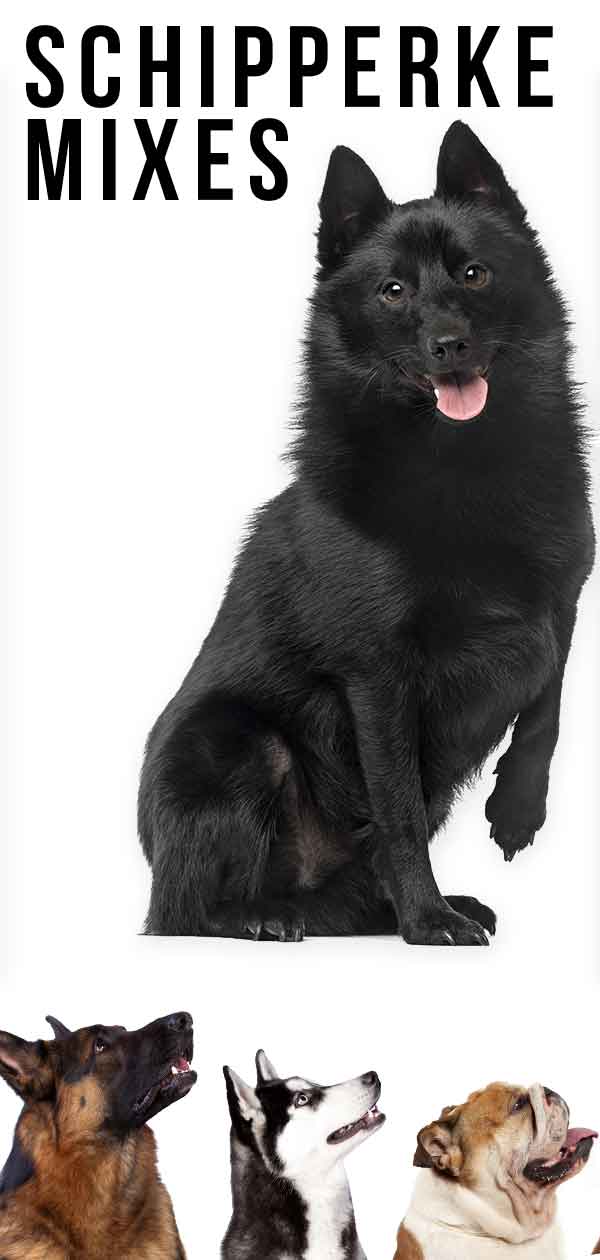Schipperke Mixes Unusual Hybrids From An Uncommon Breed