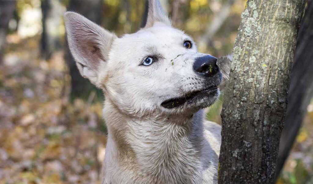 white german shepherd husky mix