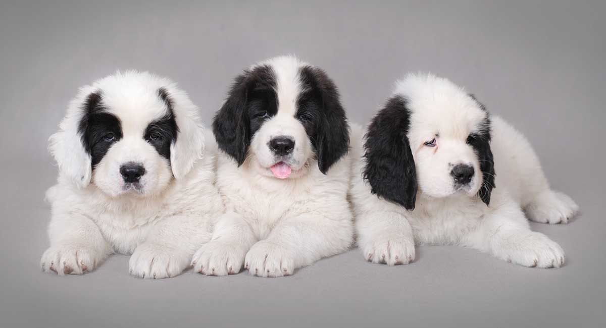 albino newfoundland dog