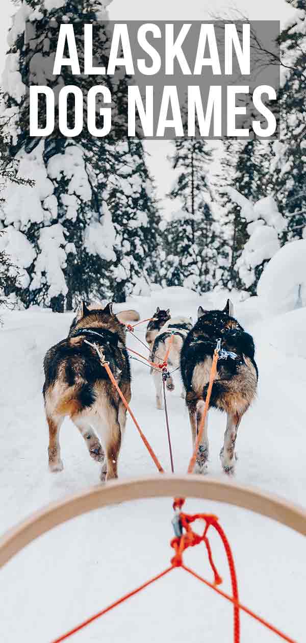 alaskan-dog-names-over-200-ideas-for-naming-your-pooch