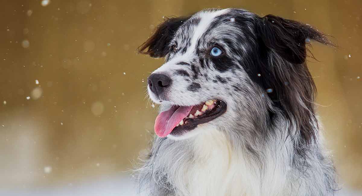 why do australian shepherds have blue eyes