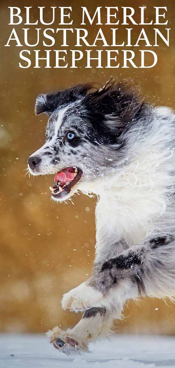 what makes a blue merle australian shepherd