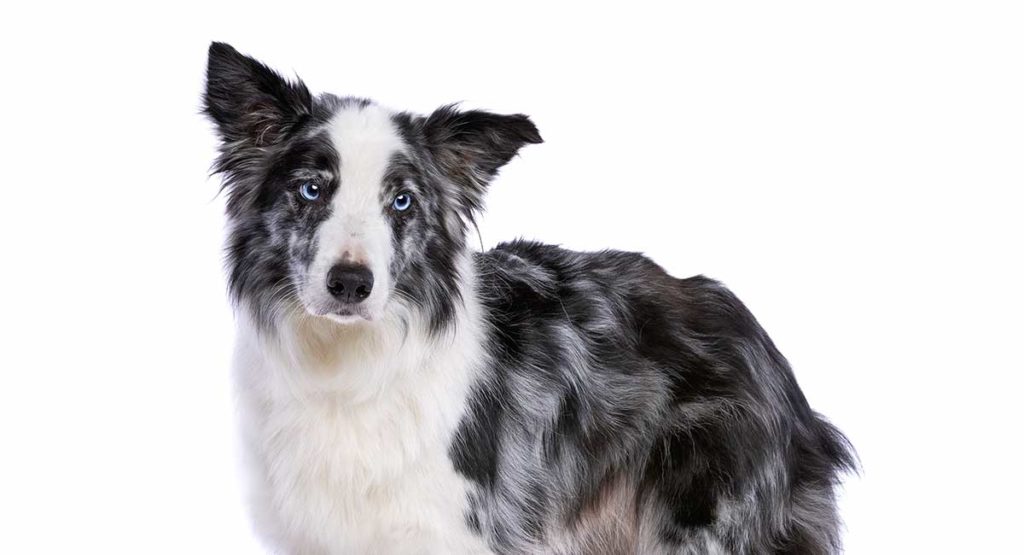 are border collies color blind