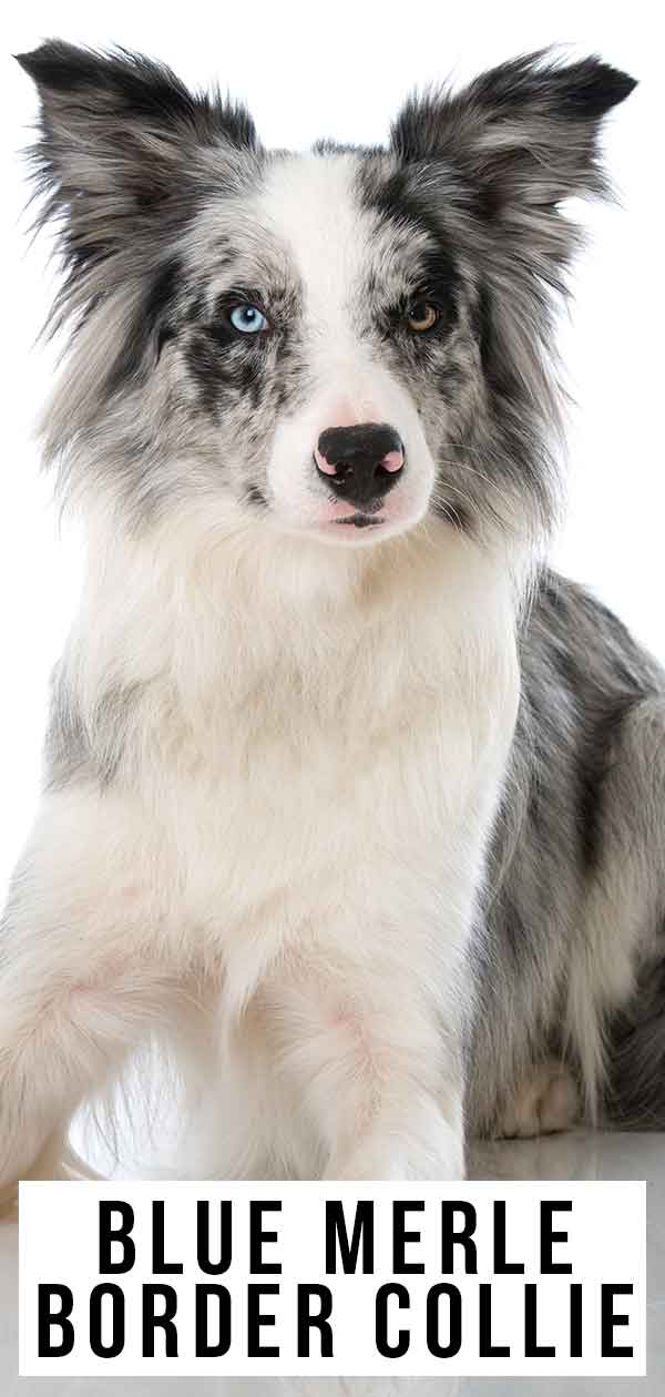 blue tricolor border collie