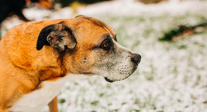 red heeler boxer mix