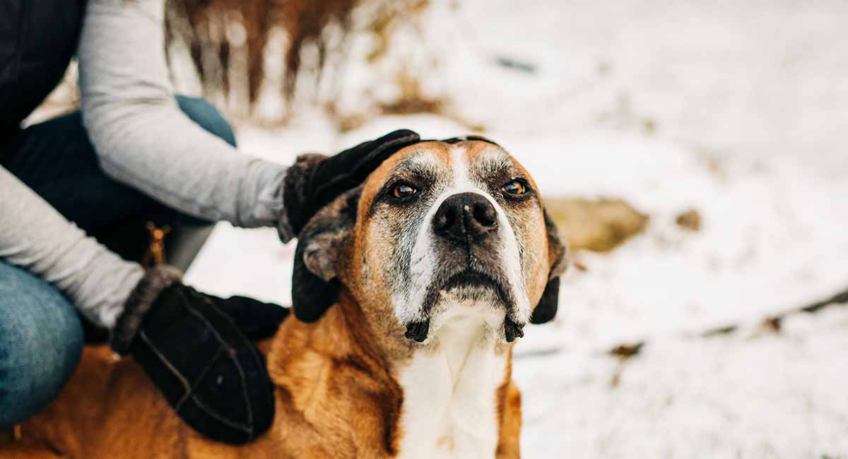 boxer lab mix