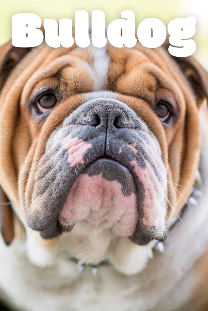photo of an English Bulldog