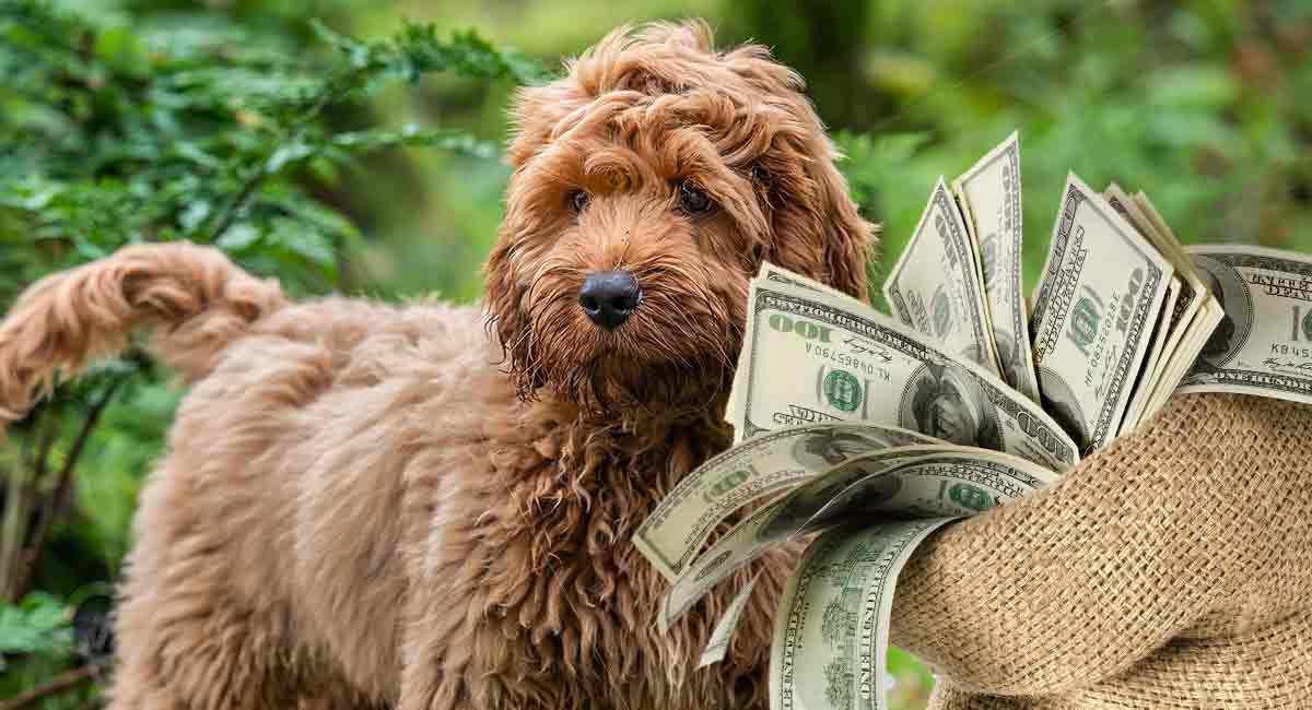 cockapoo price