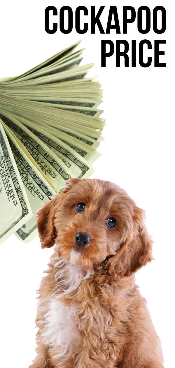 cockapoo price and costs