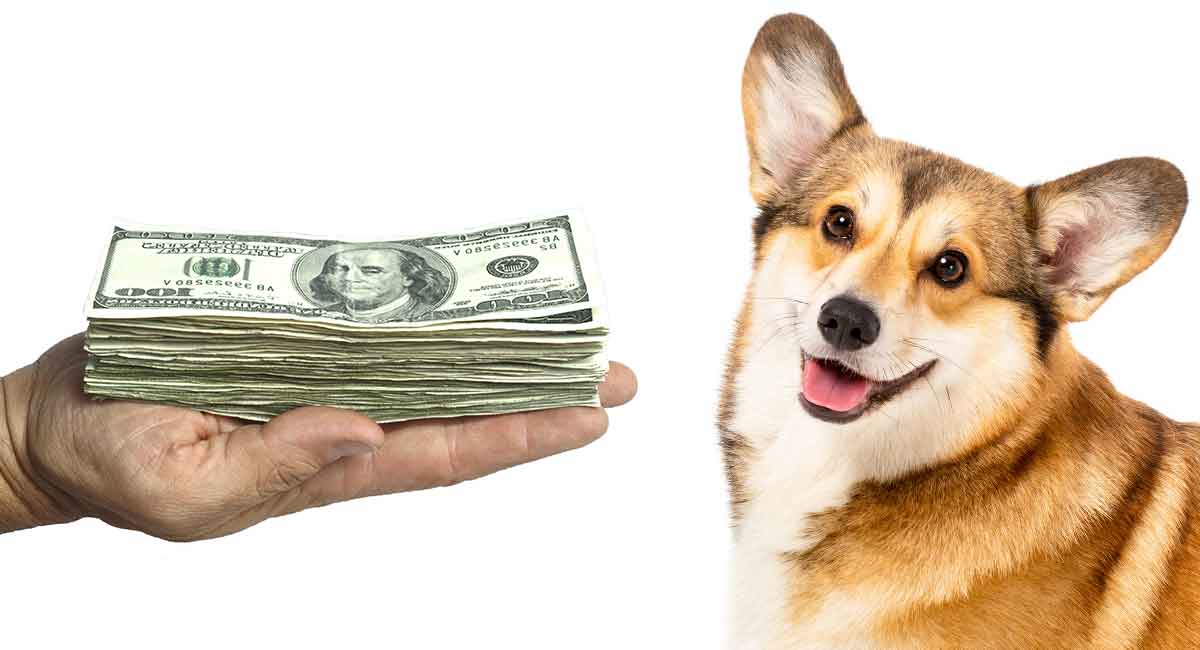 Corgi Price: The Cost of Bringing Home and Raising a Corgi