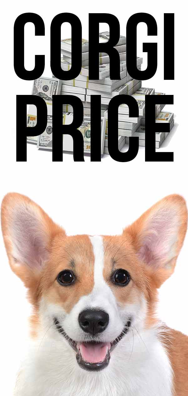 How Much Does It Cost To Adopt A Corgi - FERQAO