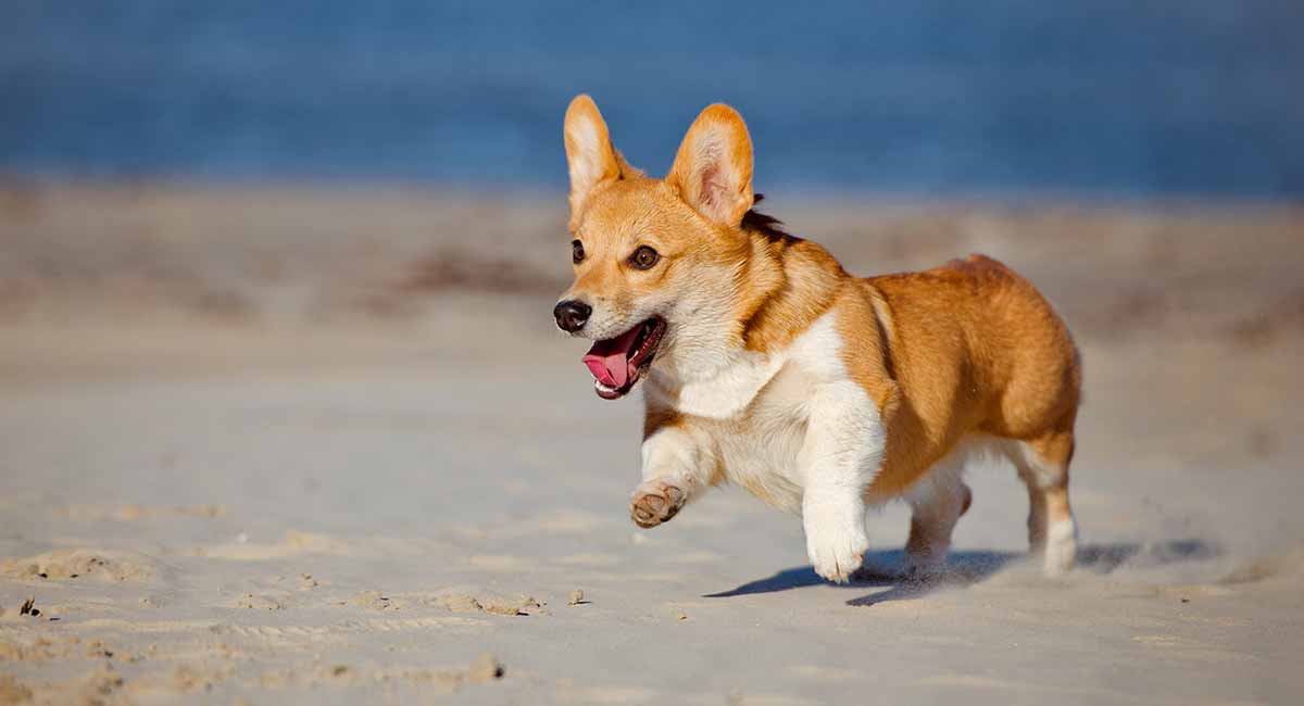 small corgi