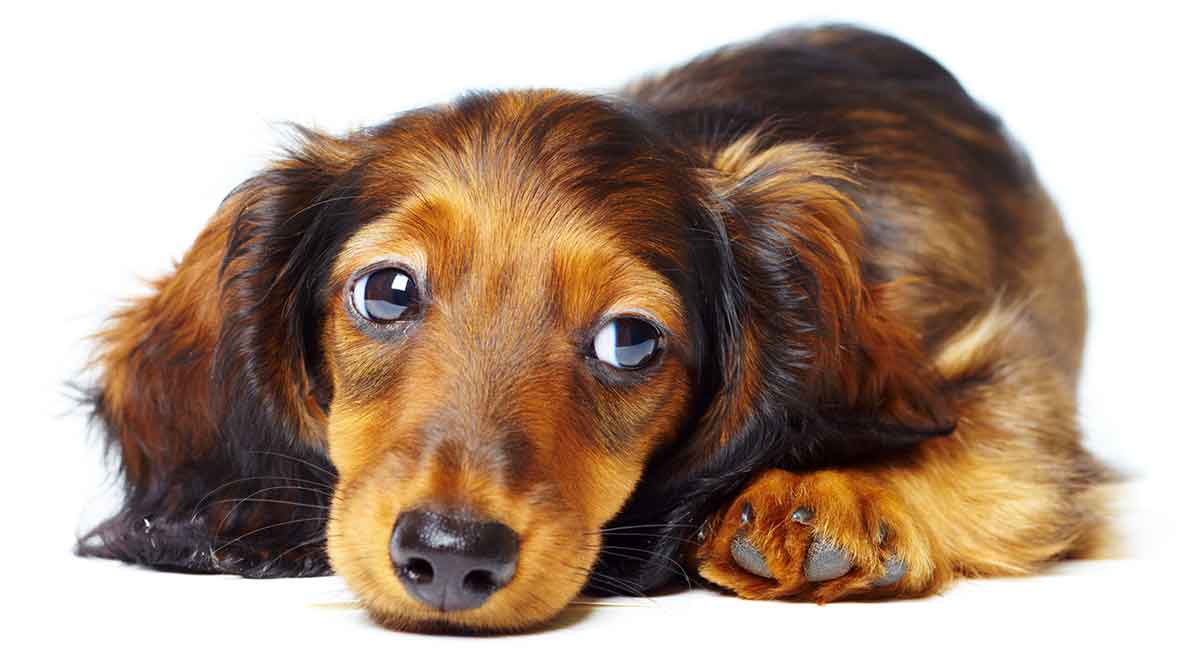 How old are dachshunds