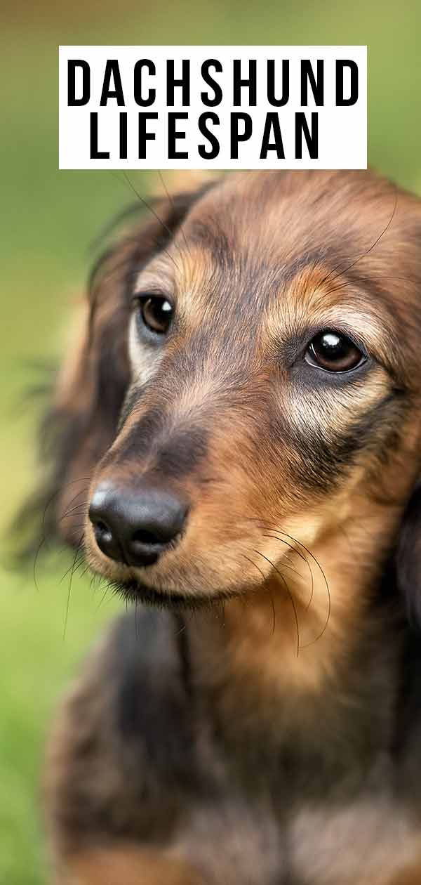 Dachshund Lifespan How Long Could Your Puppy Live For