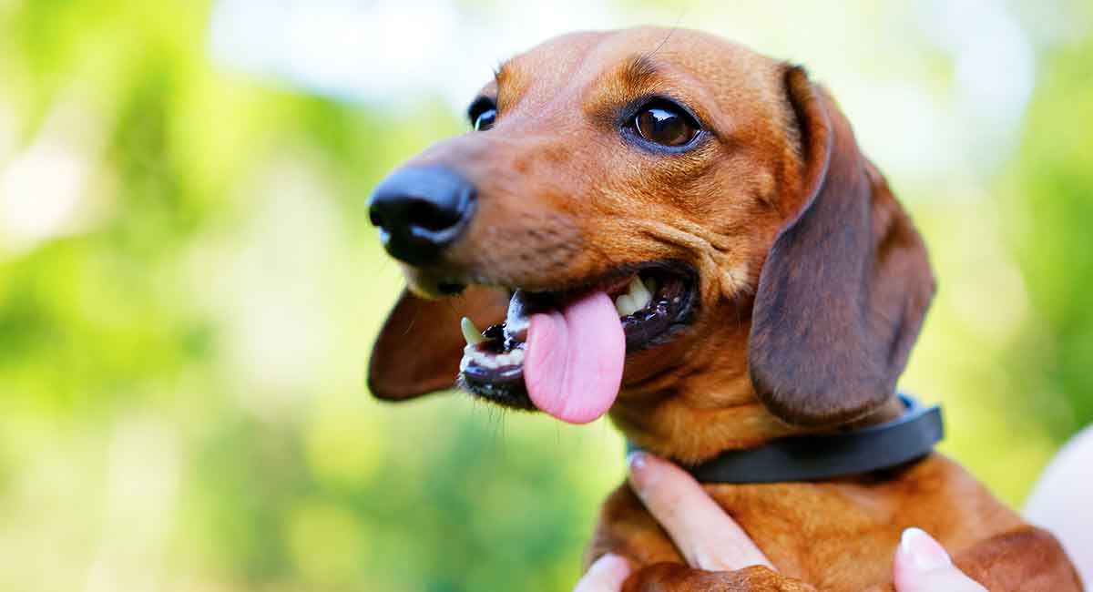 dachshund aggressive toward strangers