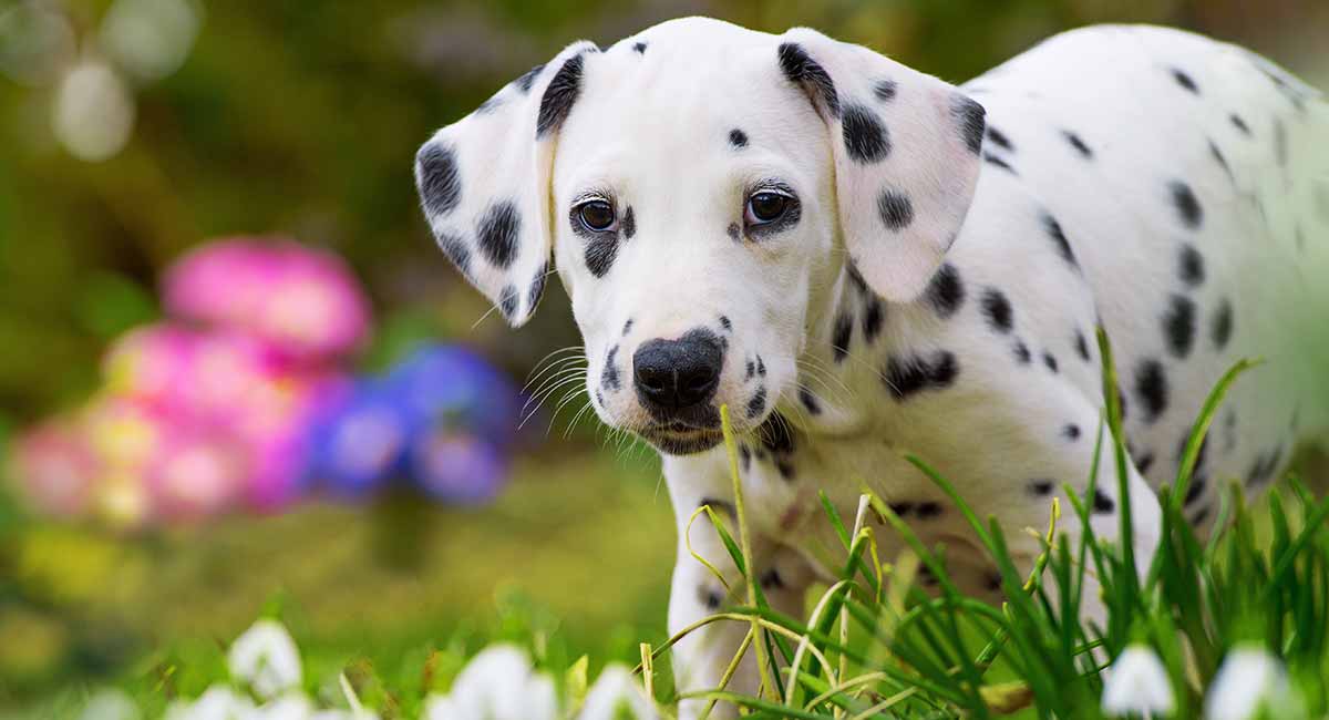 dalmatian dog