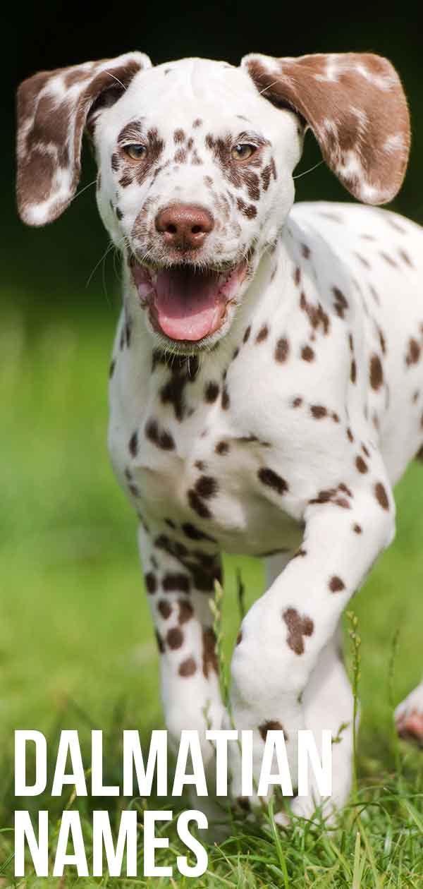 Cute dalmatian cheap puppy names