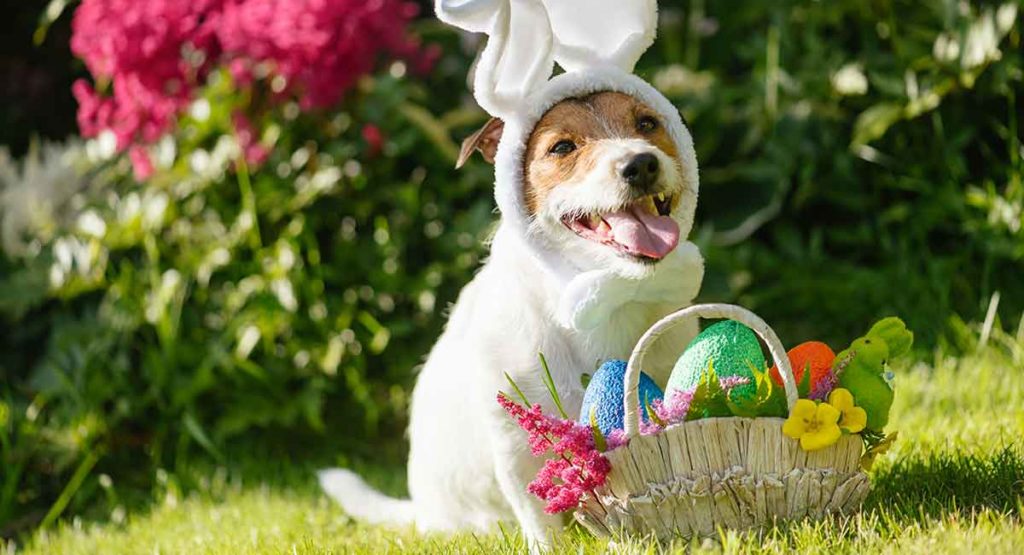 Best Dog Easter Basket - How To Make The Best Puppy Present Ever