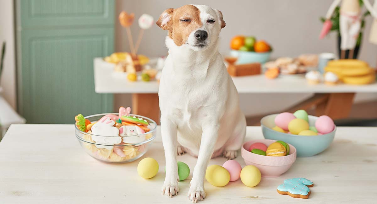 easter egg for dogs