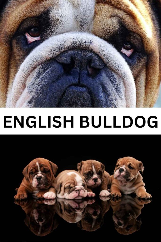 photo of an adult bulldog above a photo of cute bulldog puppies with text overlay that reads: English Bulldog