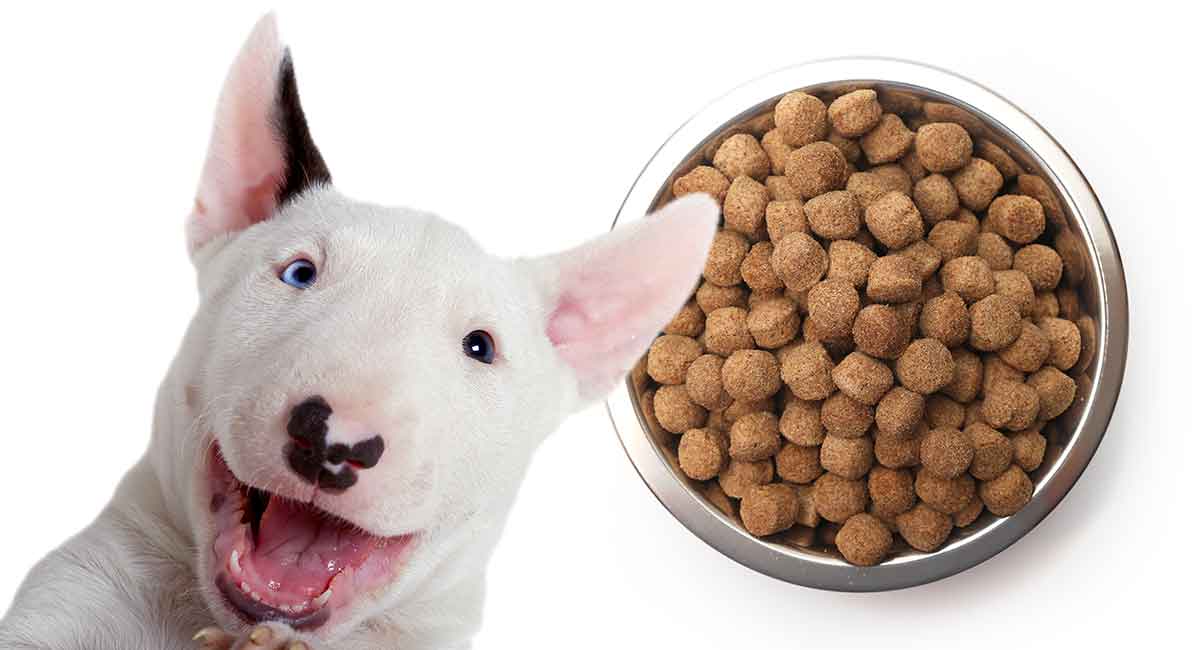 what is the best dog food for bull terriers