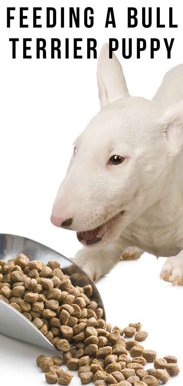 feeding a bull terrier puppy