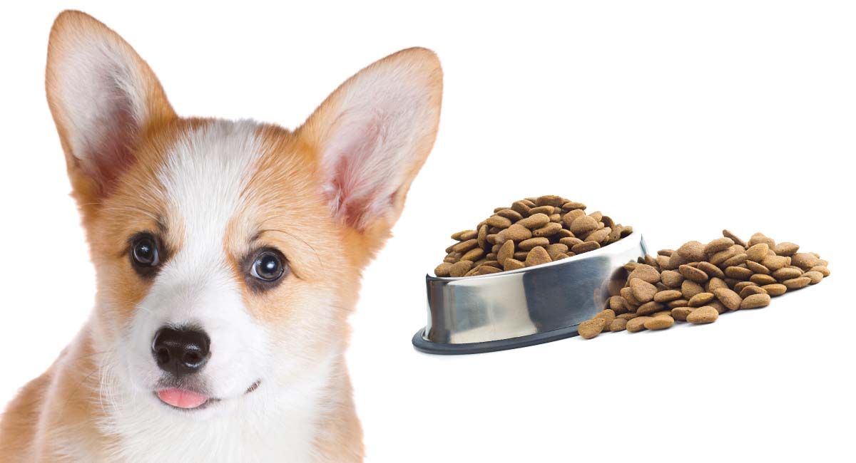 Corgi Puppy Feeding Chart