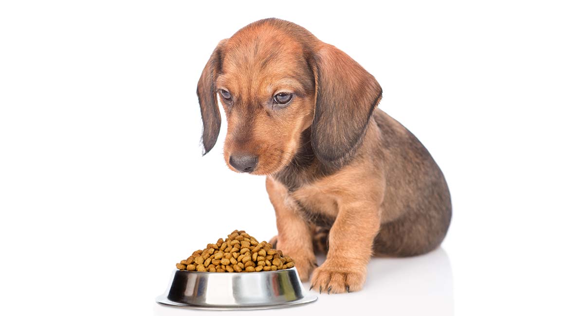 feeding a 12 week old puppy