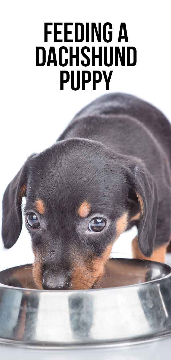 dachshund vitamins