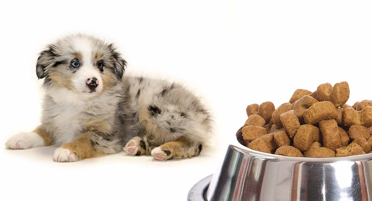 Feeding An Australian Shepherd Puppy 