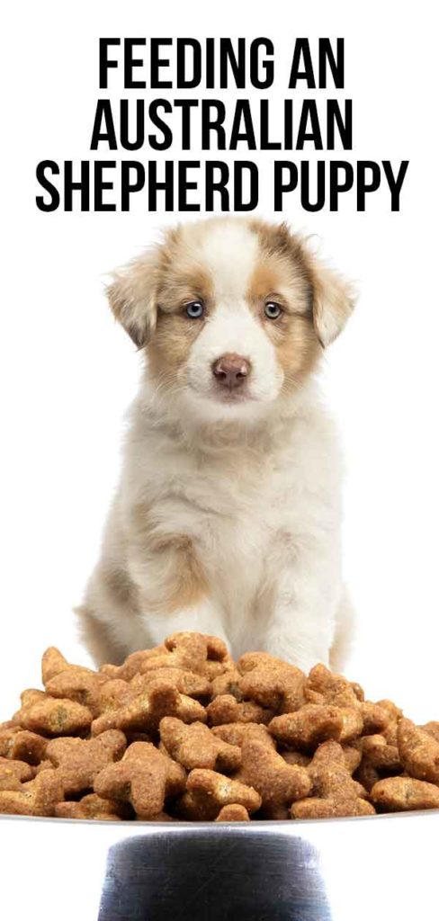 Feeding An Australian Shepherd Puppy - Routines And Schedules