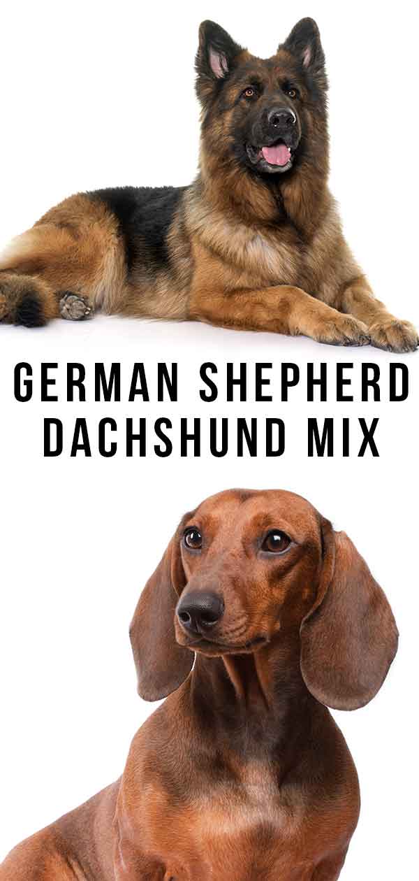 tysk Shepherd Dachshund Mix