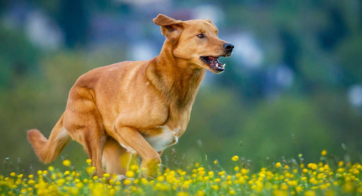 german shepherd golden retriever mix