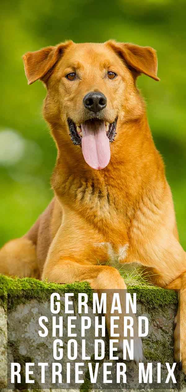 german shepherd golden retriever mix life expectancy