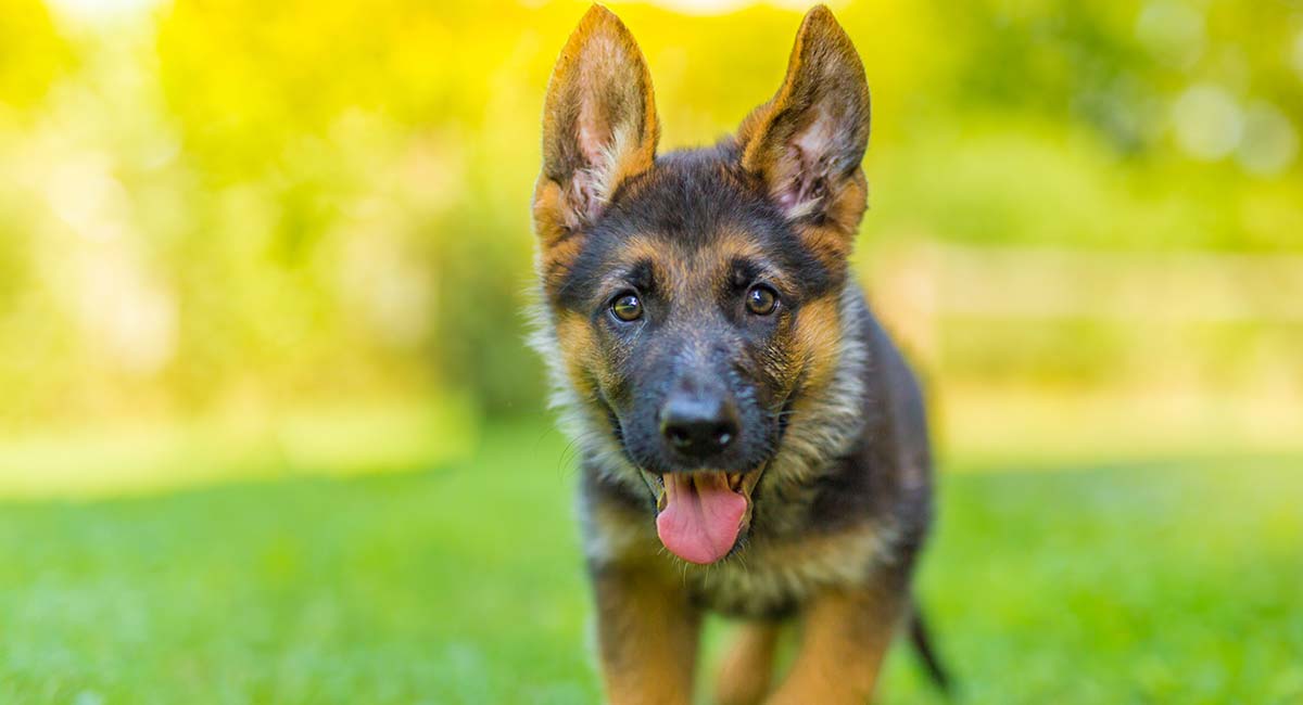 German Shepherd Price - The Cost Of 