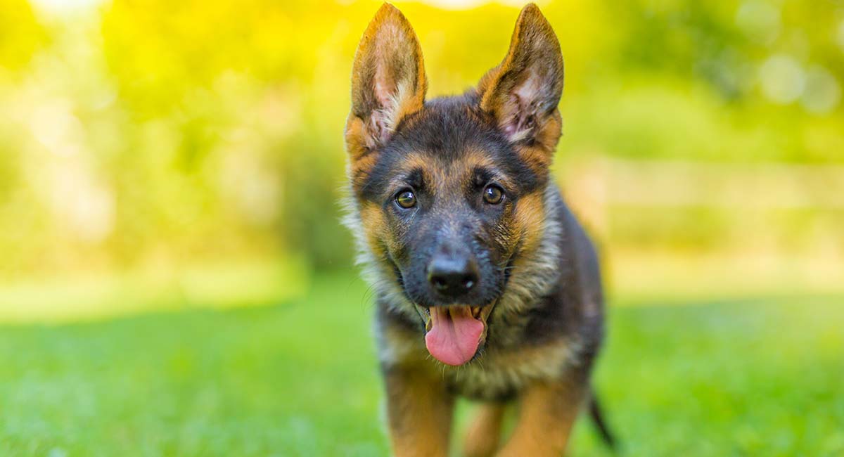 German Shepherd Price The Cost Of Buying And Raising A GSD